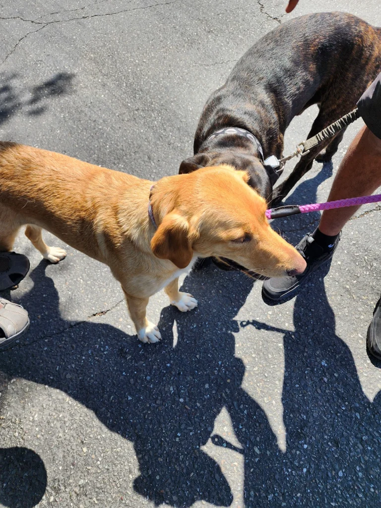 Summerwind Kennels, a dog-friendly pet boarding facility in Vacaville, California