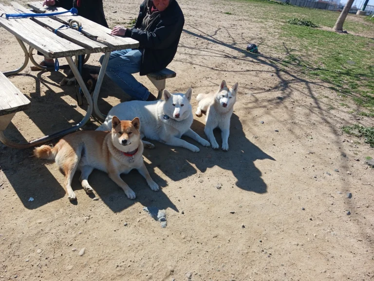 Sutter's Landing dog park Google Places photo