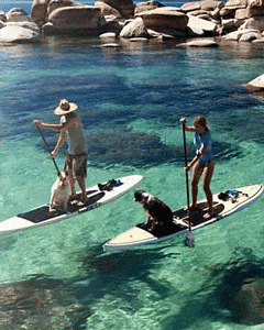Dogs on Paddleboards at Lake Tahoe