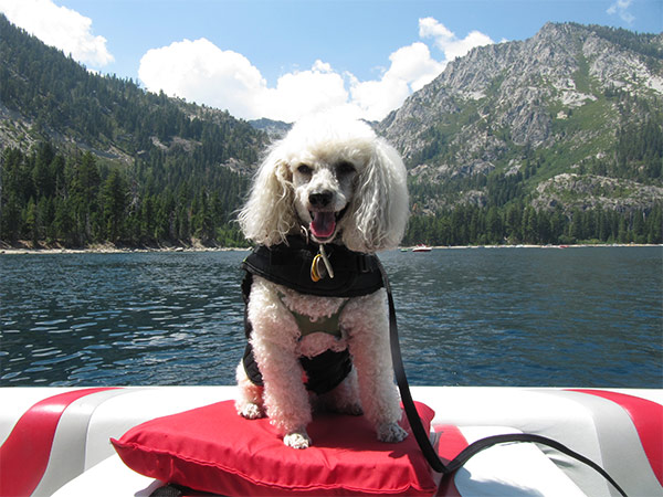 Frankie the dog a boat in Tahoe