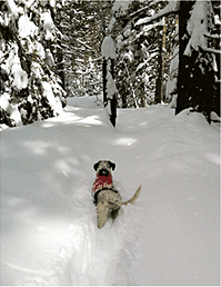 Dog hiking through deep snow