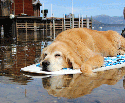 Dog sleeping on surf board in a lake