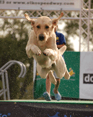 Splash dog dock diving