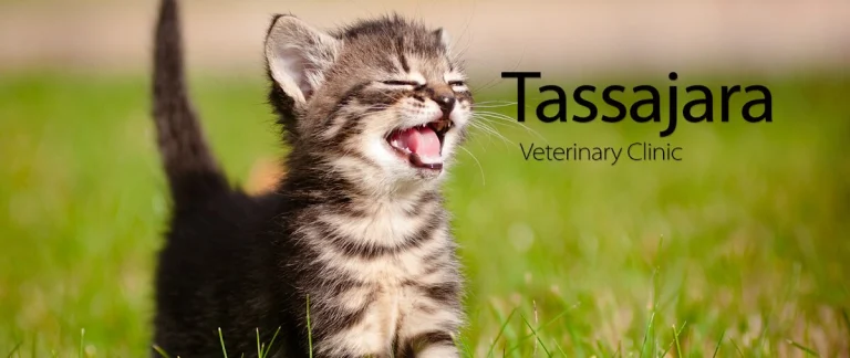 Tassajara Veterinary Clinic