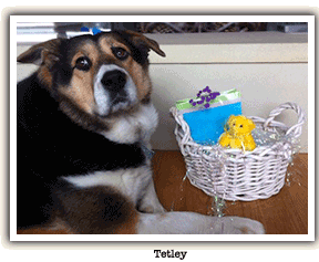dog with easter basket
