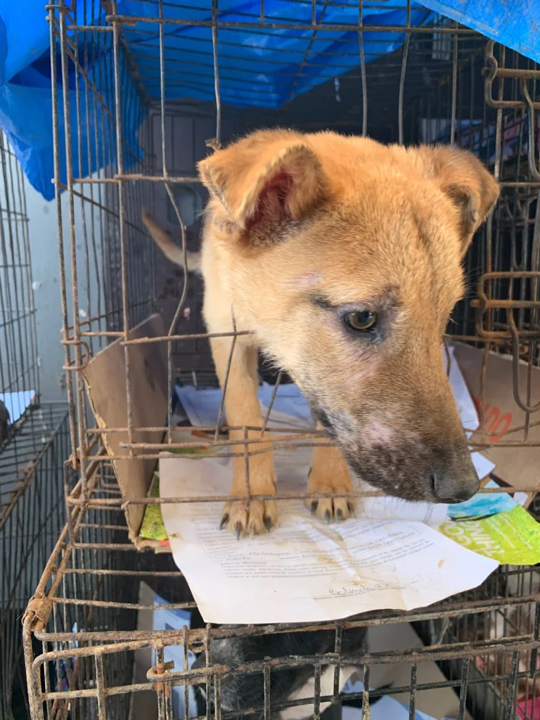 The Animal Pad, a dog-friendly animal rescue in San Diego, California
