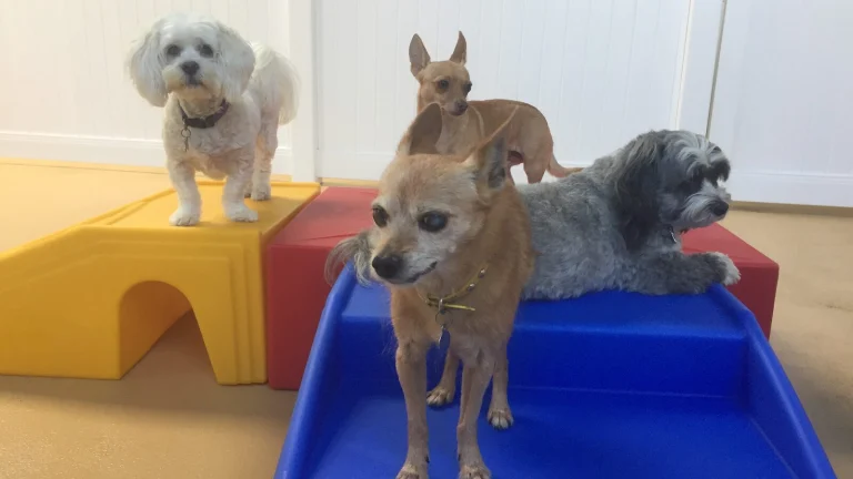 The Barkmont