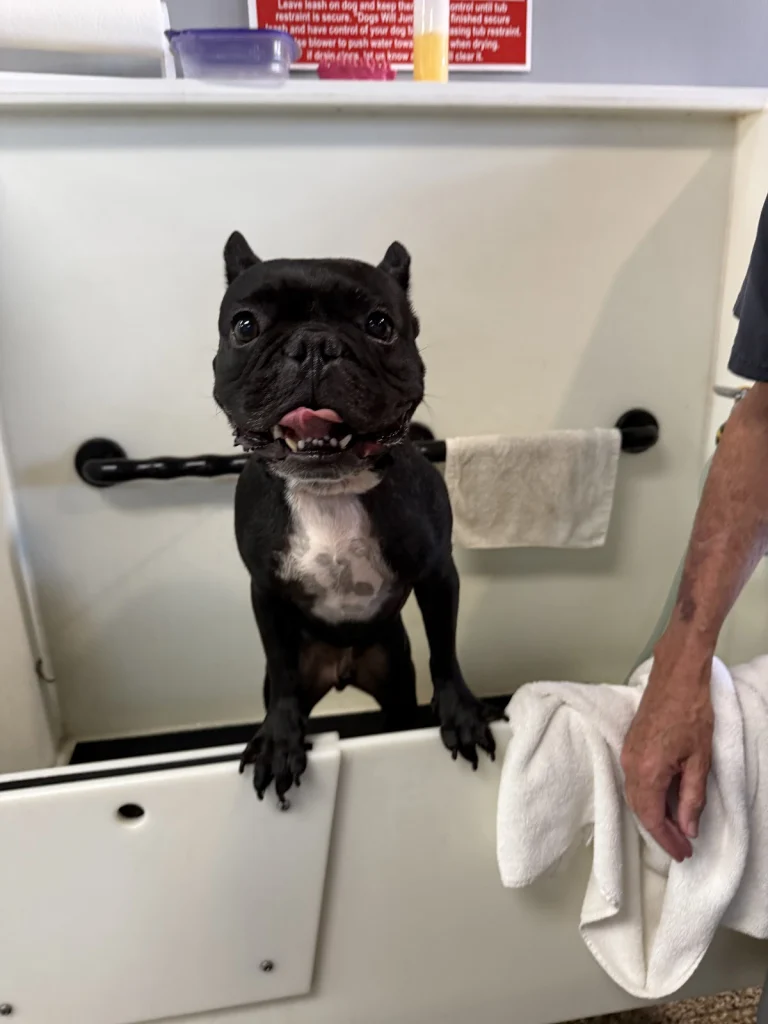The Mud Puppy Dog Wash, a dog-friendly dog grooming salon in Mission Viejo, California