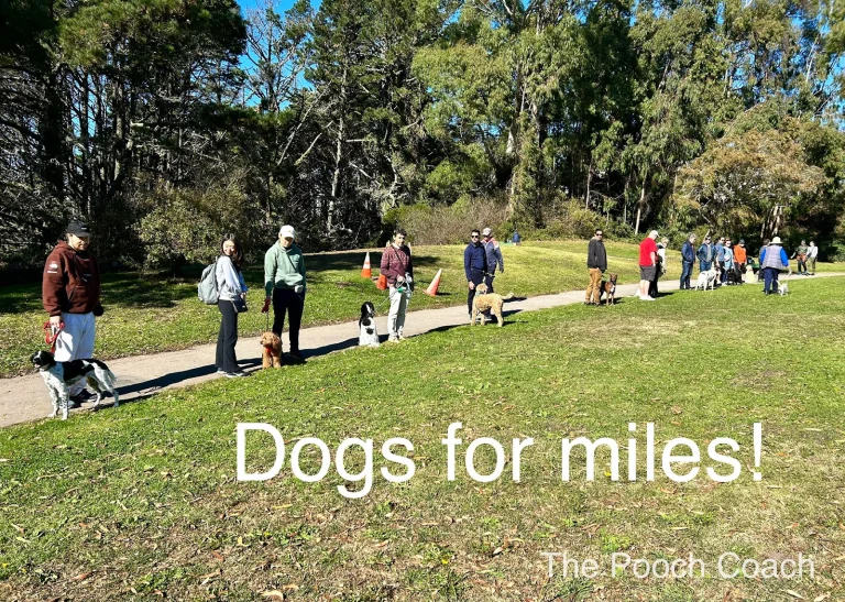 The Pooch Coach Google Places photo