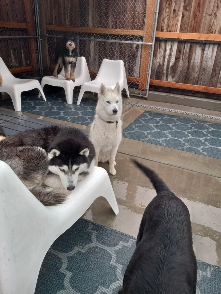 The Tail Haven – Lafayette