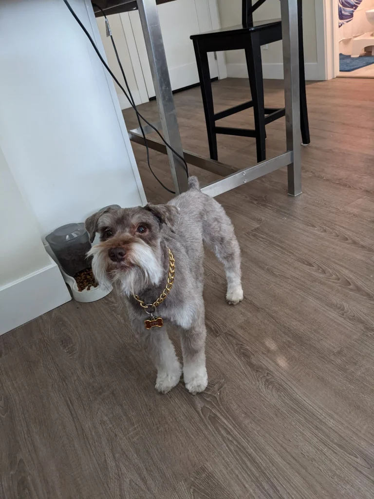 The Top Dog, a dog-friendly dog grooming salon in Hayward, California