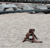 Tiki on the beach