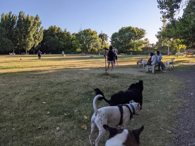 Toad Hollow Dog Park