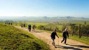 A community of dog-lovers embarking on an invigorating hike along a welcoming trail that meanders through verdant, gently rolling hills and thriving vineyards. The journey unfolds under the vast expanse of a crystal-clear sky, making it an ideal outdoor pursuit for you and your cherished canine companion. - Dogtrekker