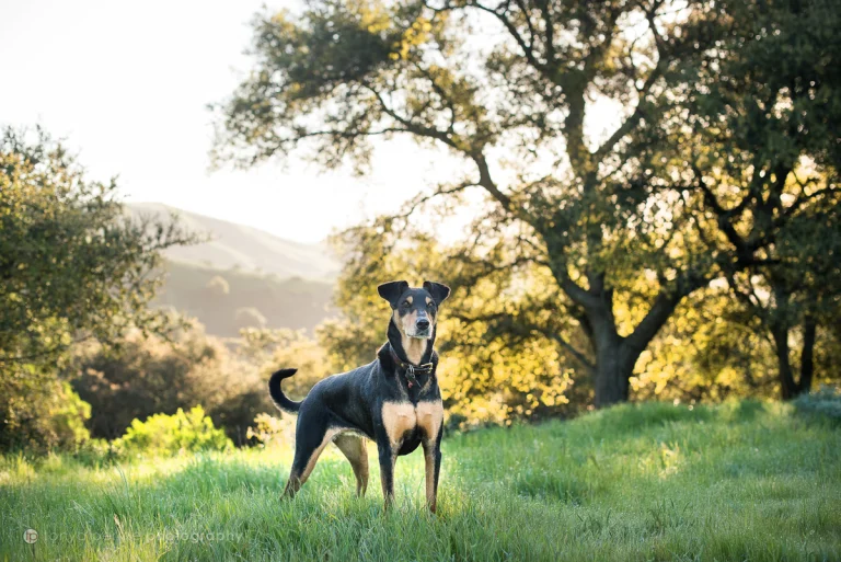 Tonya Perme Photography, Oakland