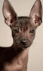 Xoloitzcuintle a rare hairless dog native to Mexico