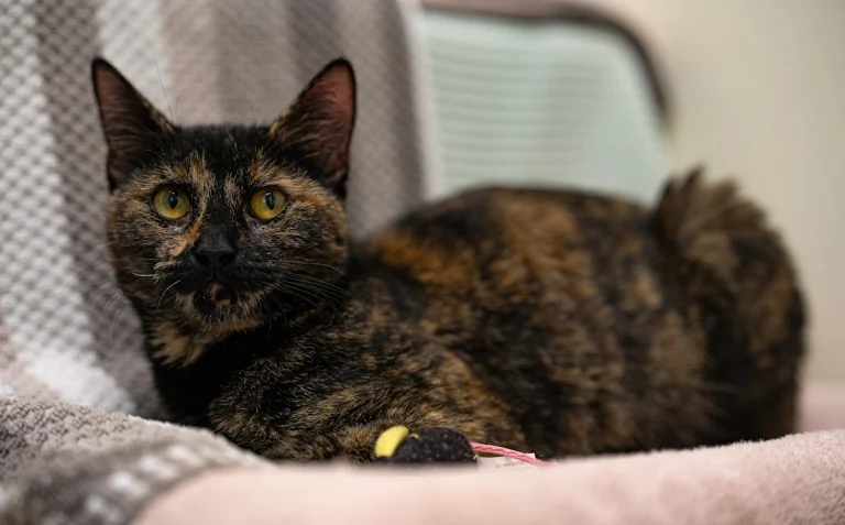 Tri-City Animal Shelter, a dog-friendly lost dog resource in Fremont, California