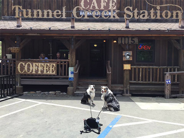 Dogs at Tunnel Creek Cafe