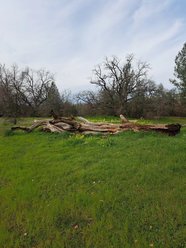 Turtle Bay East Trail, a dog-friendly hiking trail in Redding, California