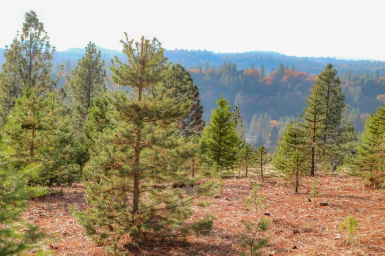 Twin Pines Christmas Tree Farm, a dog-friendly attraction in Georgetown, California