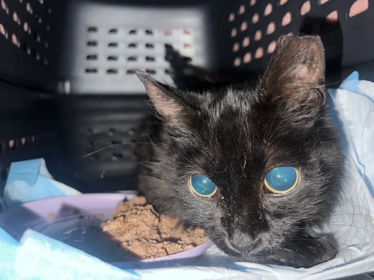 United Emergency Animal Clinic Google Places photo