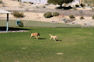 Dogs playing at University Dog Park Palm Springs