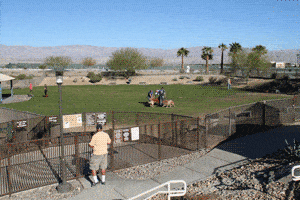 People and Dogs playing at University Park in Palm Springs
