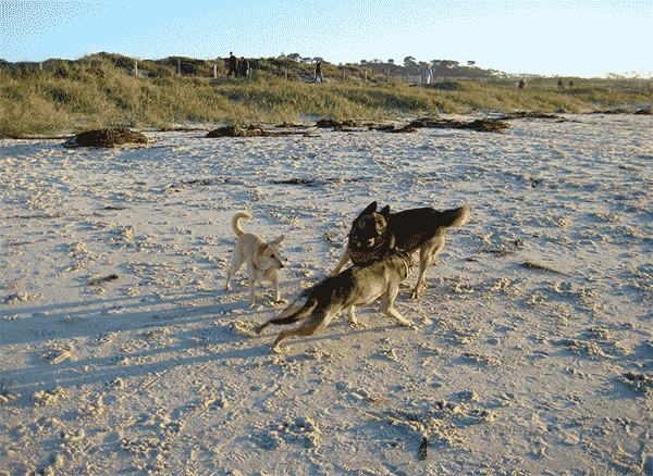 Dogs at Asilomar Beach, Photo by Derek