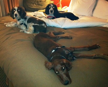 Dogs on a hotel bed