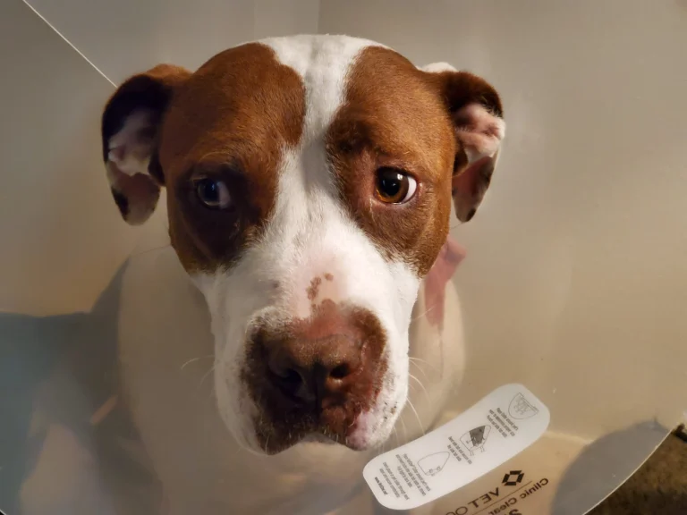 VCA Asher Animal Hospital Google Places photo