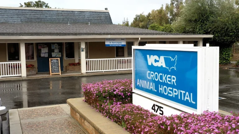 VCA Crocker Animal Hospital, a dog-friendly veterinary clinic in San Jose, California