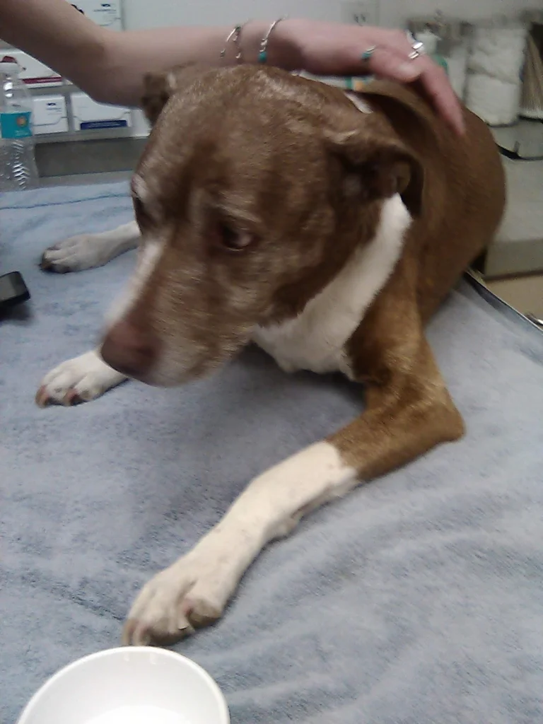 VCA Desert Animal Hospital, Palm Springs