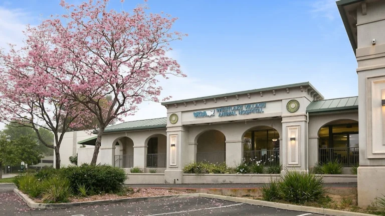 VCA Westlake Village