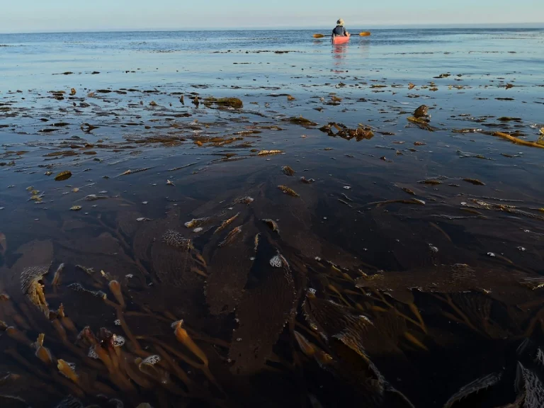 Venture Quest Kayaking, a dog-friendly water recreation spot in Santa Cruz, California