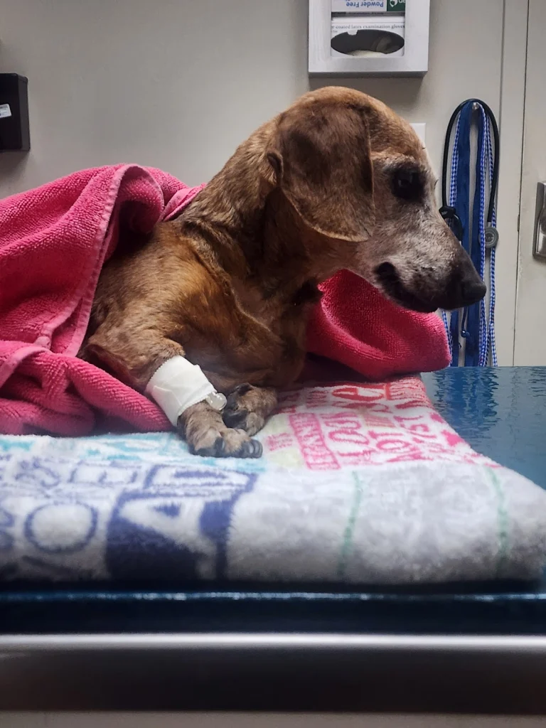 Veterinary Emergency Service, a dog-friendly veterinary clinic in Fresno, California