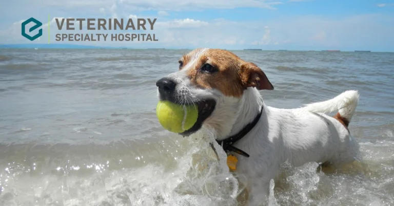 Veterinary Specialty Hospital