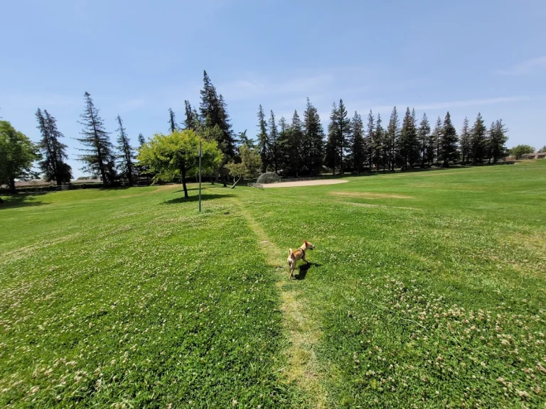 Vinewood Park, a dog-friendly park in Lodi, California