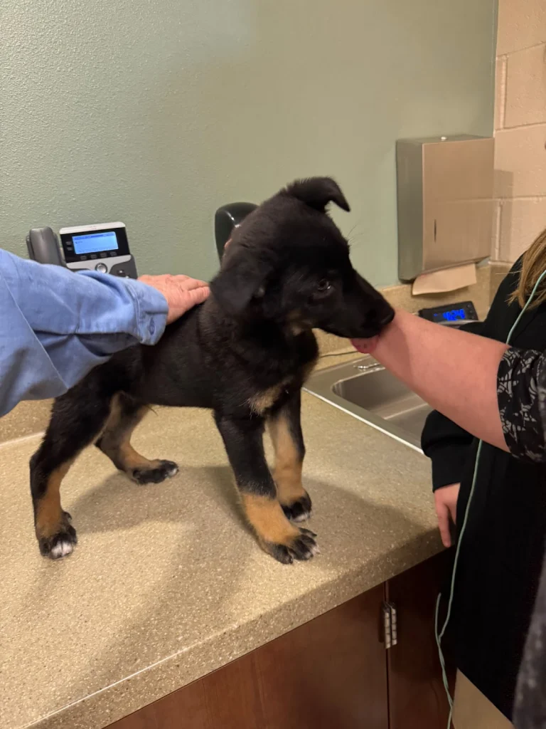 Visalia Animal Services, a dog-friendly lost dog resource in Visalia, California