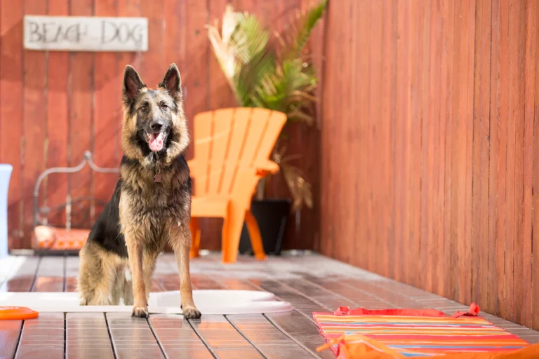 Wag Hotels - Sacramento, West Sacramento