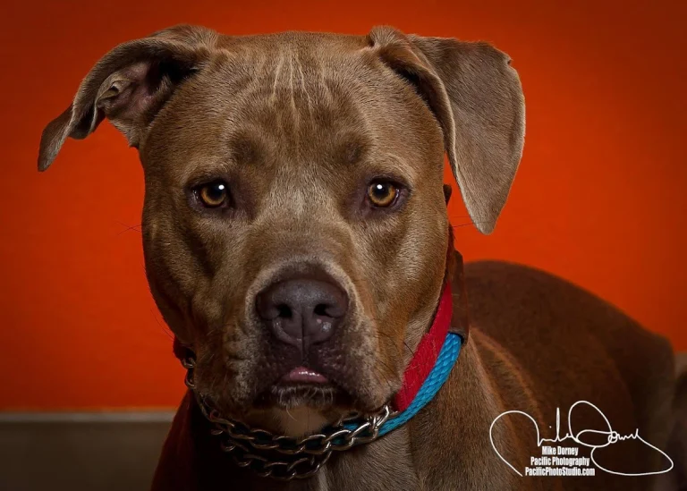 WAGS Pet Adoption, a dog-friendly animal rescue in Westminster, California