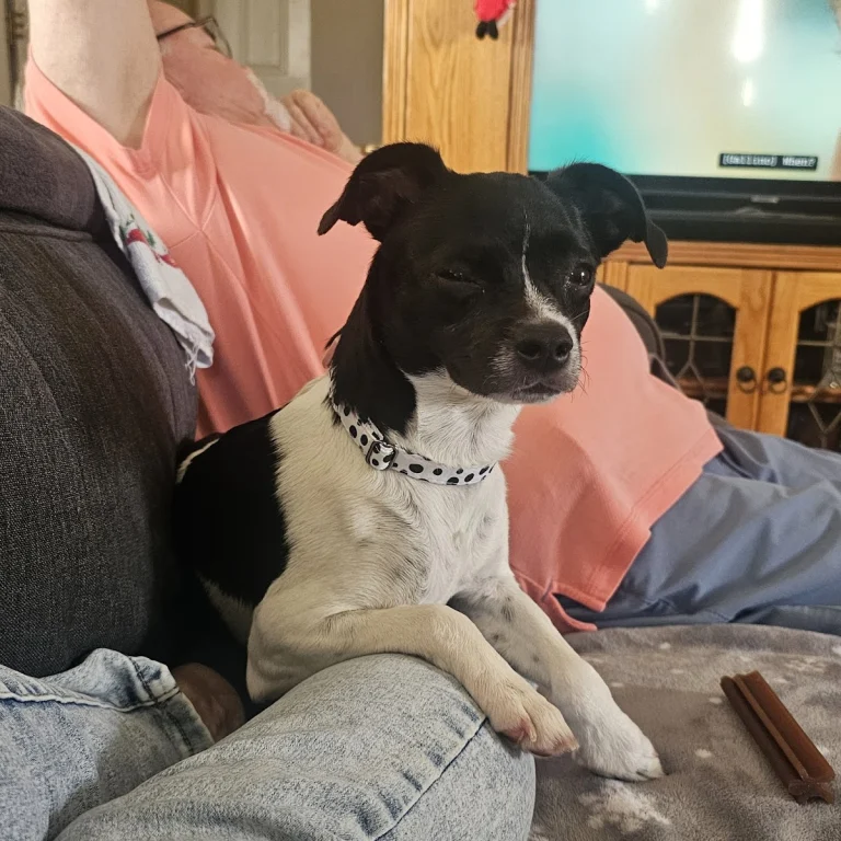 Wags & Walks, a dog-friendly animal rescue in Los Angeles, California
