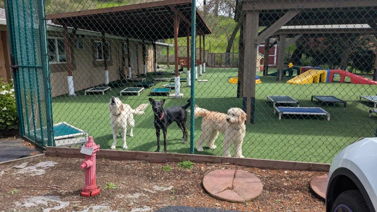 Waiterock Pet Ranch