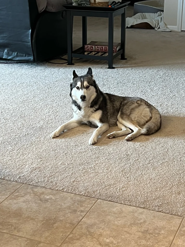 Washoe County Regional, a dog-friendly lost dog resource in Reno, California