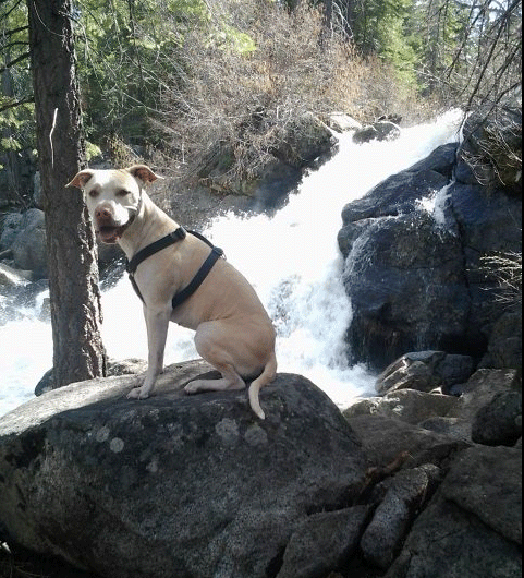 Dog by a waterfall