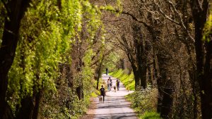 The West County Regional Trail in Sonoma County offers a shaded path lined with tall trees and dense greenery. Walkers and cyclists share the wide, well-maintained trail, while sunlight filters through the leaves overhead. Dogs on leashes explore the scents along the edges, and benches are available at intervals for resting. The atmosphere is quiet except for footsteps, bike tires on gravel, and occasional birdsong.