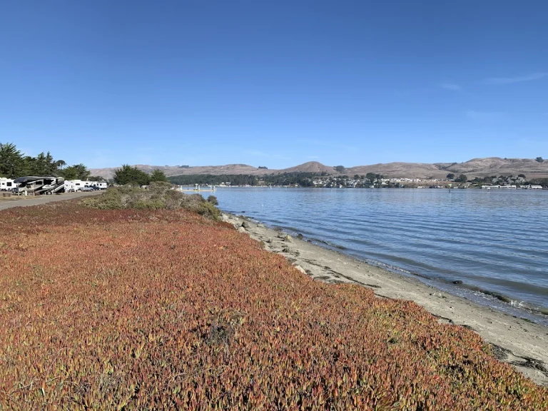 Westside Regional Park, a dog-friendly attraction in Bodega Bay, California