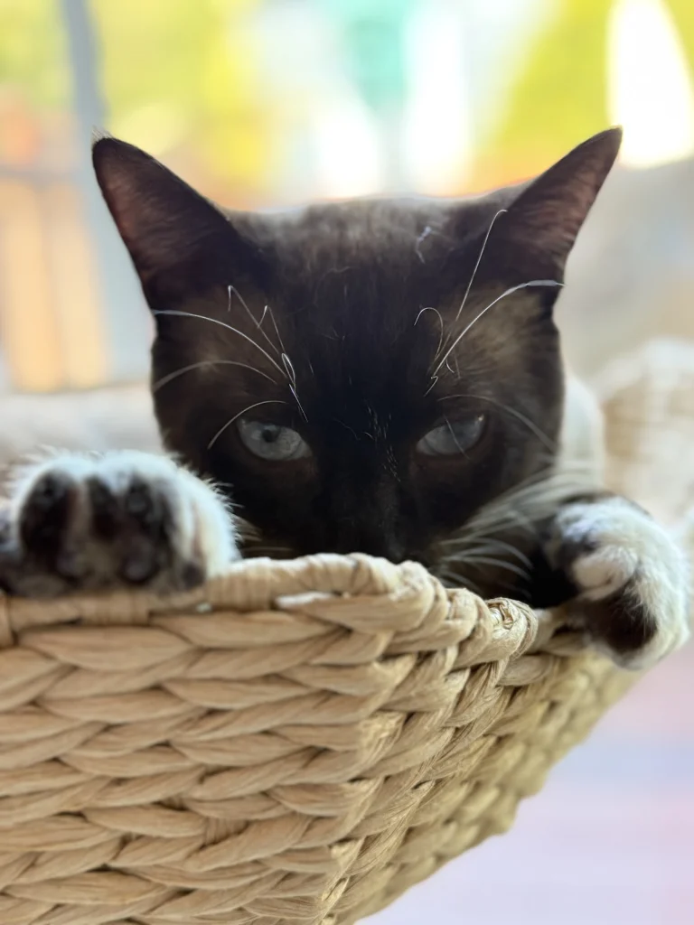 Whiskers, Tails and Ferals, Napa