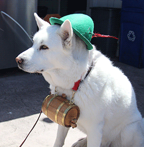 White dog with hat