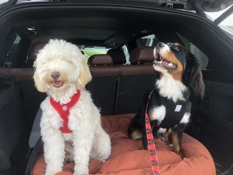 Who Let The Dogs Out! Google Places photo