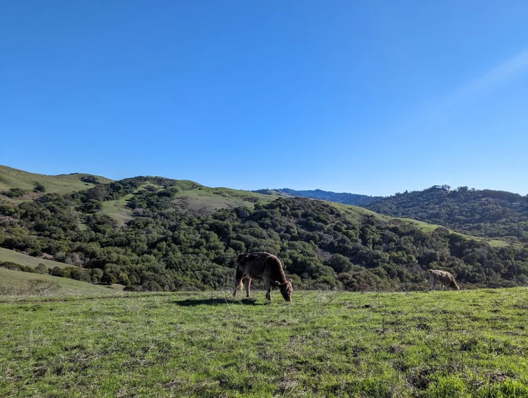 Wildcat Canyon Regional Park